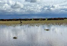 Extensión de la emergencia agropecuaria en el sudoeste bonaerense