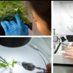 La UNAHUR avanza en cannabis medicinal