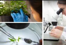 La UNAHUR avanza en cannabis medicinal