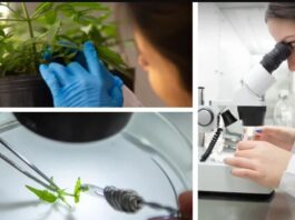 La UNAHUR avanza en cannabis medicinal