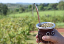 UBA creó un bioplástico que se degrada en cinco semanas